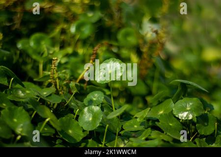 Il pennywort galleggiante si sviluppa sulla terra o nell'acqua. Di solito forma tappeti densi e a crescita bassa su terreno umido vicino ad acqua o in acque poco profonde. Edera brasiliana, Foto Stock