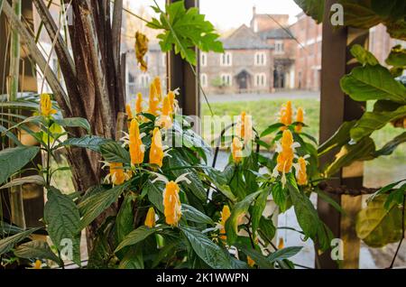 Fiori gialli luminosi che fioriscono sulle piante del Paradiso dei grani dell'Africa occidentale, nome latino Aframomum Melegueta in un hoshouse in Hampshire. Semi da t Foto Stock