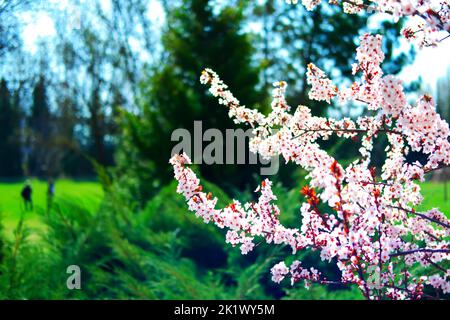 Fiori fioriscono su rami di albero in primavera bookeh Foto Stock