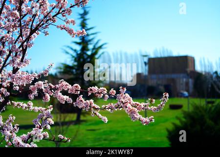 Fiori fioriscono su rami di albero in primavera bookeh Foto Stock