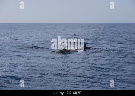 Due delfini nuotano nell'oceano Atlantico al largo della costa meridionale di Madeira Foto Stock