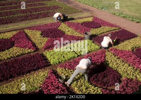 Tre giardinieri che lavorano sul giardino formale presso i giardini botanici Funchal Madeira Foto Stock
