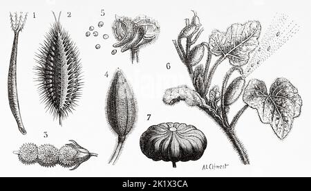 Frutti di Eriophile. 1 Bidens pilosa, 2 frutti della carota selvatica (Daucus carota), 3 Onobrychis viciifolia anche nota come O. sativa o sainfoin comune, 4 frutta balsamo, 5 apertura stessa quando matura, 6 momordico, 7 frutti elastici di clessidra. Vecchio 19th ° secolo illustrazione incisa da la natura 1890 Foto Stock