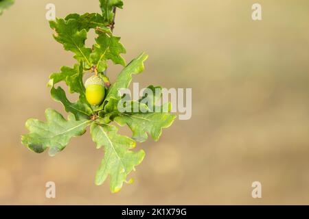 singola ghianda isolata e rametto di foglie di quercia Foto Stock