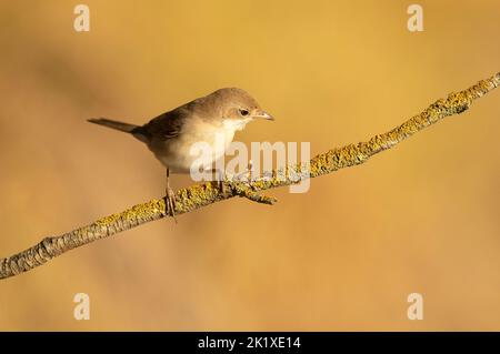 Gola bianca comune su un ramo di un tuzzo di biancospino nel suo territorio con la prima luce dell'alba in una foresta mediterranea Foto Stock