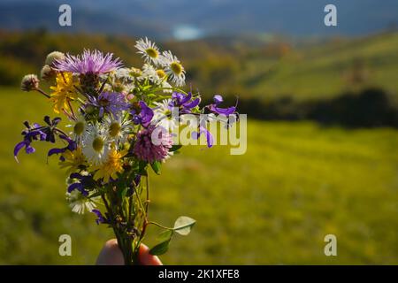 Bouquet di fiori selvatici in mano su un prato verde Foto Stock