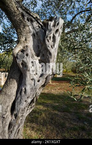 Buža, varietà diffusa di olivo istriano Foto Stock