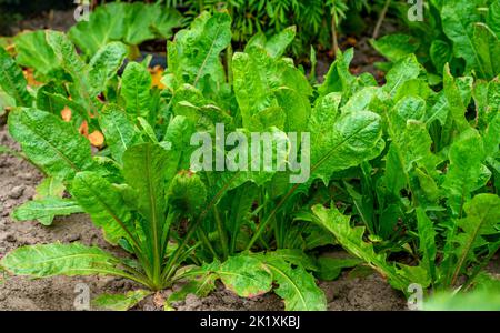 Primo piano della cicoria in un giardino (Cichorium intybus) Foto Stock
