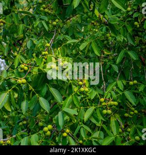 Primo piano delle noci inglesi in un albero (Juglans regia) Foto Stock