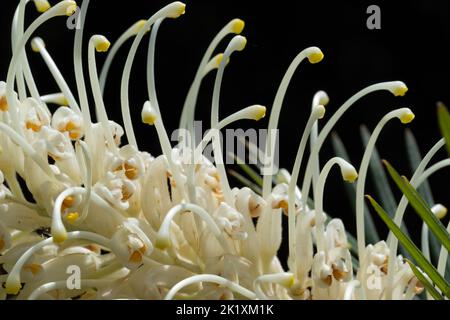 Primo piano fiore bianco con sfondo verde e scuro. Grevillea chiaro di luna. Foto Stock