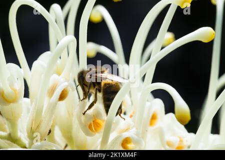 Macro Fotografia di un'ape su un fiore di grevillea in fiore Foto Stock