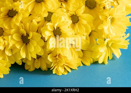 Fiori gialli di crisantemo. Primo piano dei fiori. Fiori floreali su sfondo blu. Foto Stock