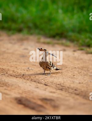 Uccello di Hoopoe o Upupidae su una pista forestale al parco nazionale di keoladeo bharatpur rajasthan india asia Foto Stock