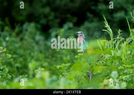 Indian Roller o Coracias benghalensis habitat di uccelli nella stagione verde monsonica nella foresta dell'india centrale asia Foto Stock