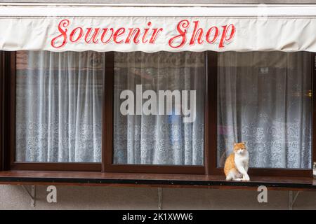 Gatto giallo seduto di fronte a un negozio di souvenir in Montenegro Foto Stock