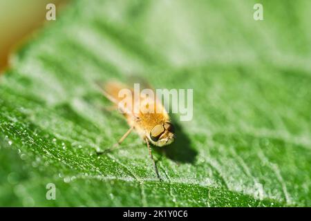 Gli anelli dei capelli volano su una foglia verde. Sole sull'insetto. Macrofotografia di piccoli animali Foto Stock