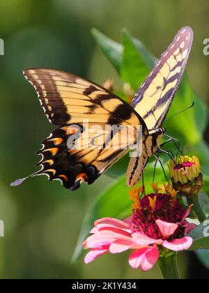 Un colpo verticale di coda di rondine della tigre orientale sulla zinnia rosa Foto Stock