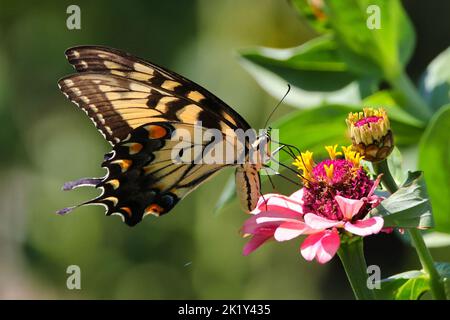 Una coda di rondine della tigre orientale arroccata su fiori rosa di zinnia Foto Stock