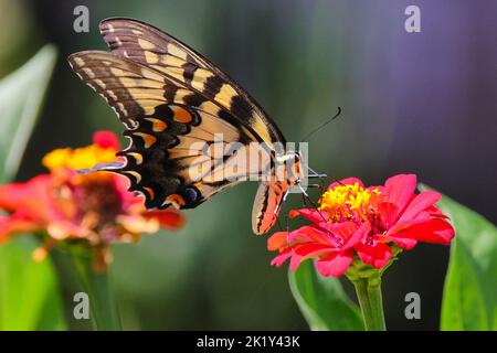 Un primo piano di coda di rondine della tigre orientale che poggia su una pianta di zinnia rossa Foto Stock