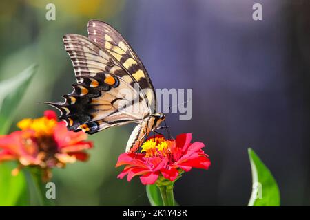 Una coda di rondine orientale su fiore rosso zinnia su sfondo sfocato Foto Stock