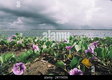 Un lago cablato Foto Stock