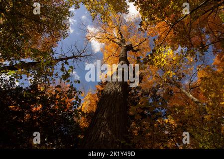 Un albero alto e maestoso in autunno, dipinto di arancione, circondato da torri di calce, tangerini e gialle sopra il resto. Foto Stock