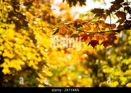 Le foglie di marmellata si estendono su un ramo su uno sfondo d'oro. Autunno in tutta la sua gloria. Foto Stock