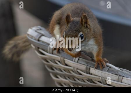 Uno scoiattolo rosso bilancia su una sedia da patio; la natura si adatta alla presenza umana. Foto Stock