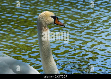 Un cigno bianco evidenziato da colori simili a Monet in uno stagno a Stratford, Ontario. Regal cigno fuori per una nuotata. Foto Stock