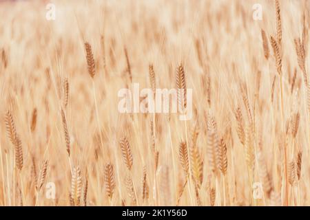 Fuoco sfocato di campo di spighe dorate di mais. Grano agricoltura Ucraina. Texture of Grain come sfondo per il progetto con Copia spazio per il testo. Foto Stock