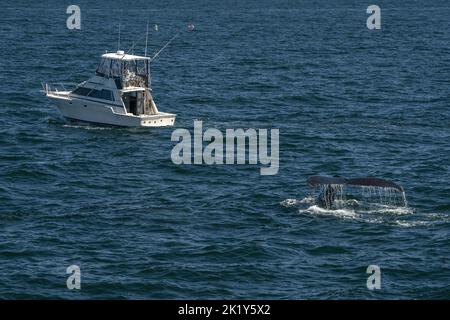 humpback balena che fluia vicino a una barca da pesca in cape cod tour di avvistamento delle balene Foto Stock