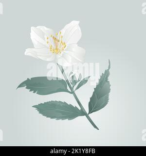 Fiore di Jasmine con vettore di foglie Illustrazione Vettoriale