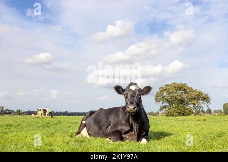 Vacca bianca e nera sdraiata allegra e allegra in erba verde alta, rilassante nel prato, visto dalla parte anteriore sotto un cielo blu. Foto Stock