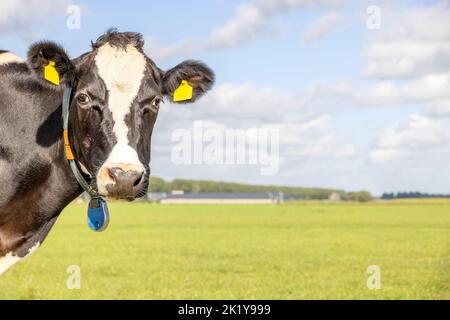 Mucca guardando a sinistra, testa dietro l'angolo, un cielo blu, testa guardando la macchina fotografica, in piedi, in bianco e nero Foto Stock