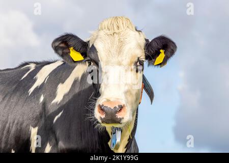 Carino mucca, bianco e nero squint guardare, naso rosa, di fronte a un cielo nuvoloso blu Foto Stock