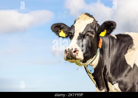 Carino mucca guardando il lato destro, testa dietro l'angolo, un cielo blu, guardando la macchina fotografica, in bianco e nero Foto Stock