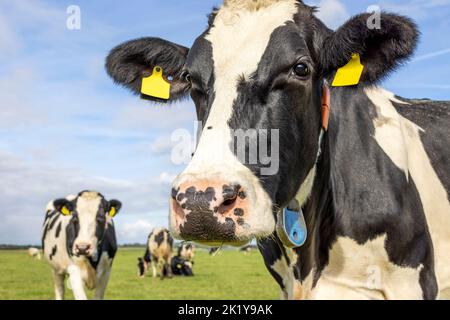 Primo piano della mucca, testa che guarda amichevole, naso rosa, primo piano di un bianco e nero di fronte a un cielo blu Foto Stock