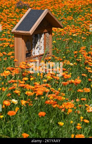 Campo di Calendula arancione con casa di insetti nel mezzo. Foto Stock