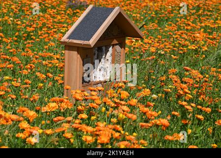 Campo di Calendula arancione con casa di insetti nel mezzo. Foto Stock