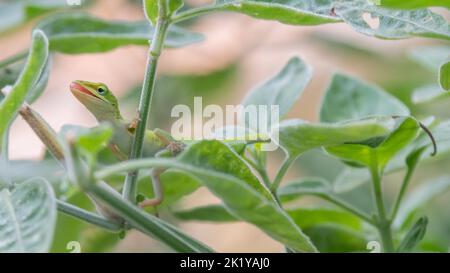 Anolis carolinensis lucertola a caccia durante una giornata di sole estate in giardino. Foto Stock