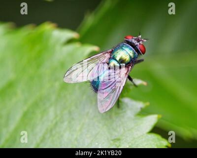 Primo piano pulito di una mosca verde comune - lucilla caesar - arroccata su una foglia in un pomeriggio d'autunno soleggiato. Foto Stock