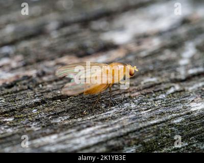 Macro close-up di una singola mosca della frutta (Drosophila melanogaster) con ali trasparenti che riposa su una superficie di legno strutturata. Foto Stock