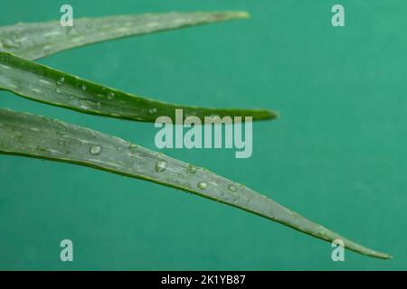 Gocce di pioggia sulle foglie di una pianta di aloe vera su sfondo verde Foto Stock