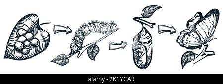Fasi del ciclo vitale delle farfalle isolate su sfondo bianco. Disegno vettoriale disegnato a mano illustrazione di insetti bruco, crisali e farfalla. Tra Illustrazione Vettoriale