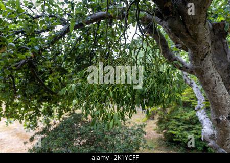 Vischio che cresce su un albero di mela Foto Stock