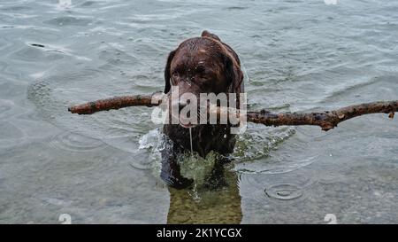 Labrador nero bagnato che nuota nell'acqua del lago mentre trasporta un grande bastone in bocca. Energica scena di azione per cani all'aperto che mostra un divertente pe Foto Stock