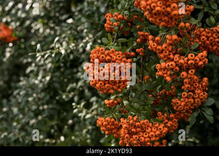 Frutti maturi di spina di fuoco (Pyracantha coccinea) su un ramo. Foto Stock