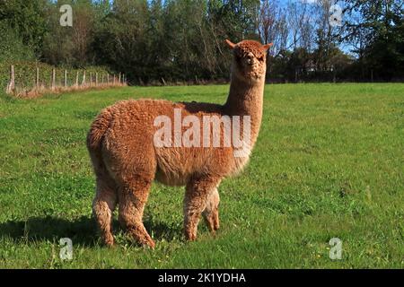 Alpaca agricoltura un'interessante impresa alternativa, a Woodlands Alpaca Farm, Stockport Rd, Thelwall, Warrington, Cheshire, INGHILTERRA, REGNO UNITO, WA4 2TB Foto Stock