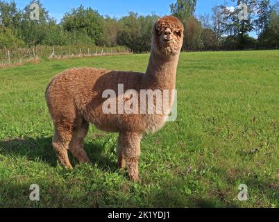 Alpaca agricoltura un'interessante impresa alternativa, a Woodlands Alpaca Farm, Stockport Rd, Thelwall, Warrington, Cheshire, INGHILTERRA, REGNO UNITO, WA4 2TB Foto Stock