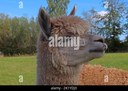 Alpaca agricoltura un'interessante impresa alternativa, a Woodlands Alpaca Farm, Stockport Rd, Thelwall, Warrington, Cheshire, INGHILTERRA, REGNO UNITO, WA4 2TB Foto Stock